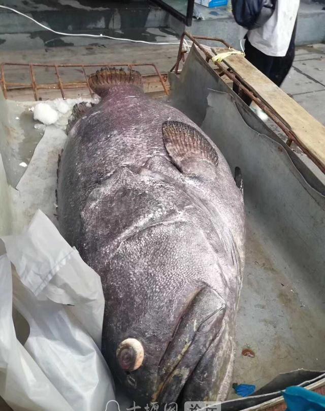 擒一头母龙趸,学名中巨石斑鱼,别名猪羔斑,体重180千克,被视为龙趸王