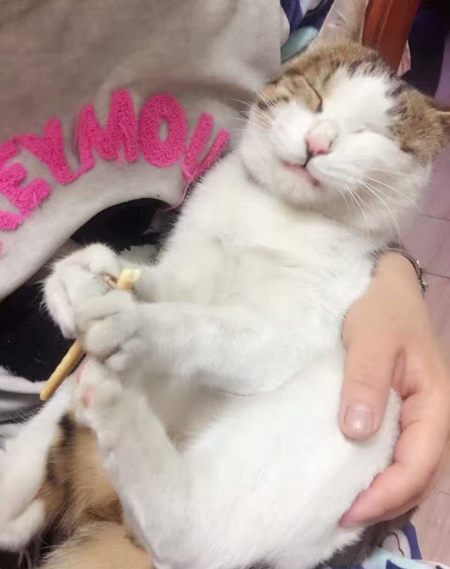 小猫咪在主人怀里享用美食, 突然表情大变, 它是感觉到了什么?