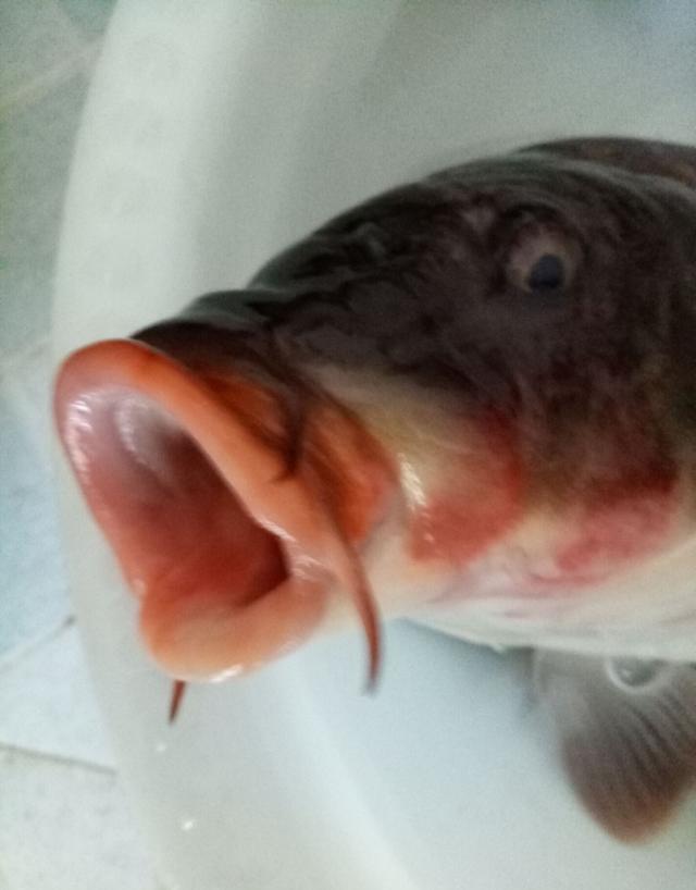 学习了这几种鉴别方法,以后买野生鲤鱼就不怕被骗了