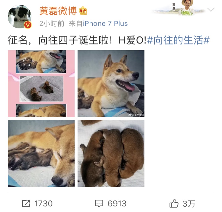 黄磊帮小h狗崽征名 向往的生活 小h狗狗来了优秀的网友又可以发挥了