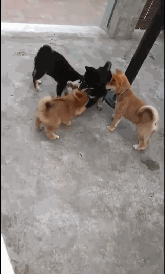 小柴犬戴大金链子招摇,遭到大黑柴暴揍,一条金链子引发的群殴