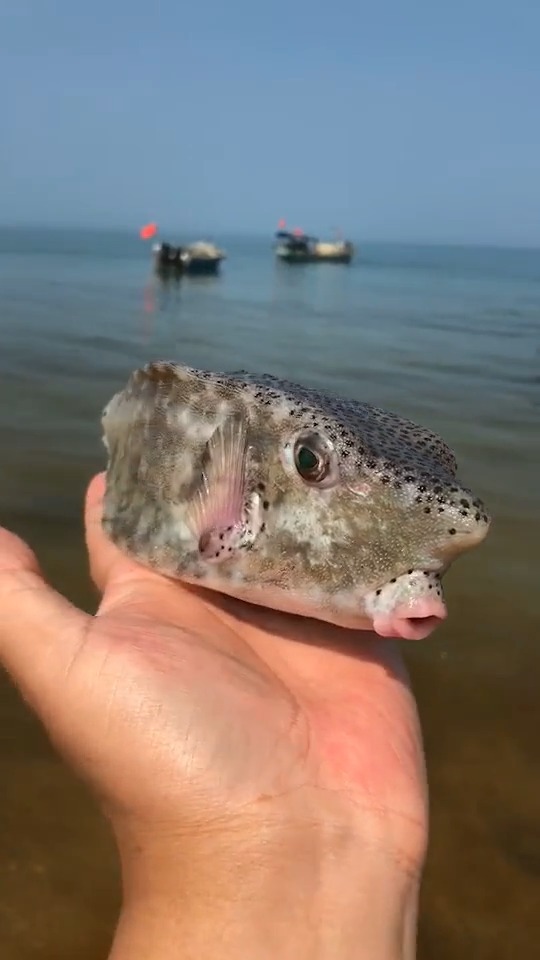 哈哈哈哈的确是没毛病 新年新套路 搞笑幽默 微博搞笑排行榜