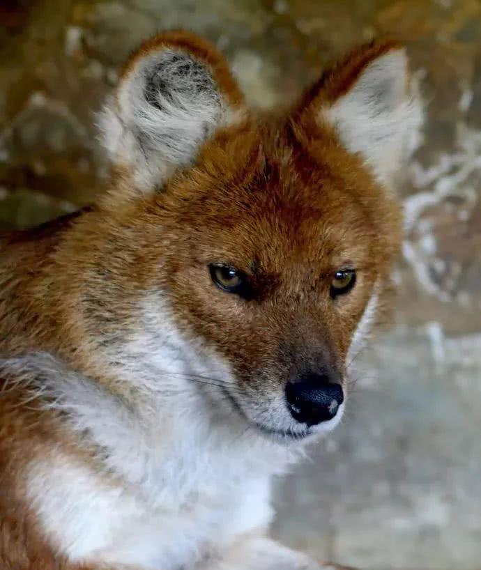 那可要好好看一下这只野狗