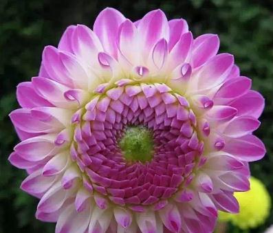 开看看这些花卉,开的花又大又漂亮