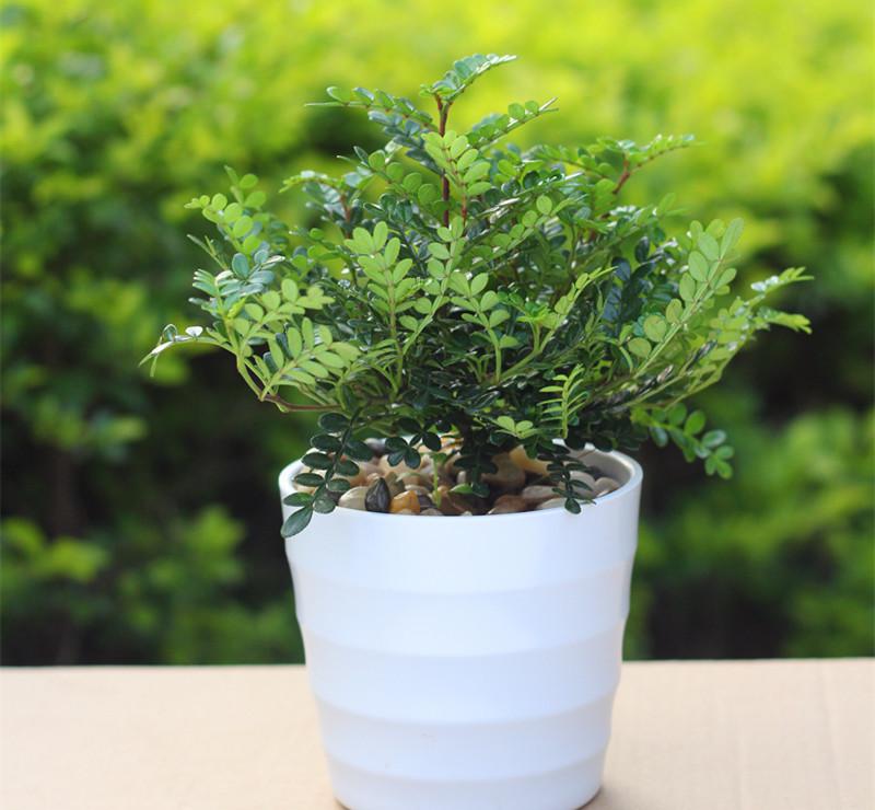 清香木防蚊虫驱蚊草植物花卉办吸甲醛 九里香香飘九里