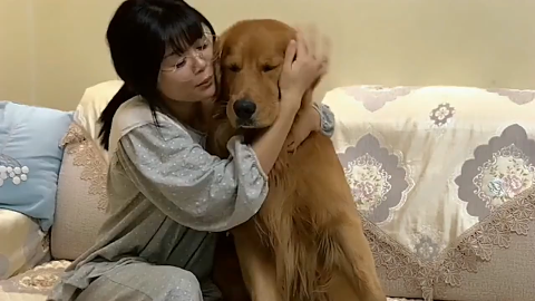 金毛轮胎嘚瑟满地打滚玩小油门咬住它尾巴轮胎立马起来好逗