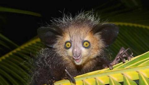 盘点地球上4种长有怪异手爪的动物