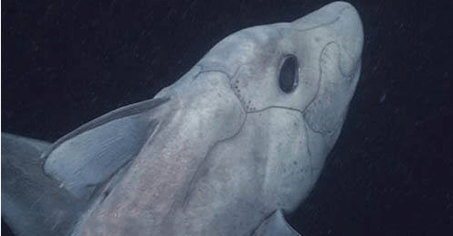 他有个霸气的名字叫幽灵鲨(ghost shark)