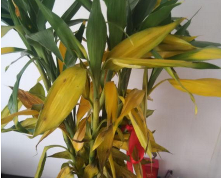 花友还告诉我说新买的富贵竹还没有长根,导致营养跟不上,叶子发黄是