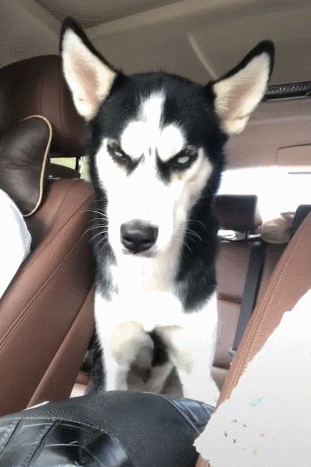 二哈坐小车犯困,强忍假装不睡,时不时翻白眼掩盖!