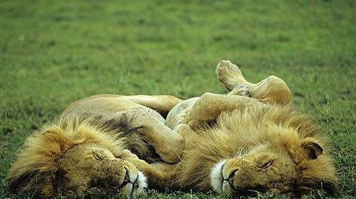 狮子的一天工作4小时睡觉20小时称得上最懒的猫科