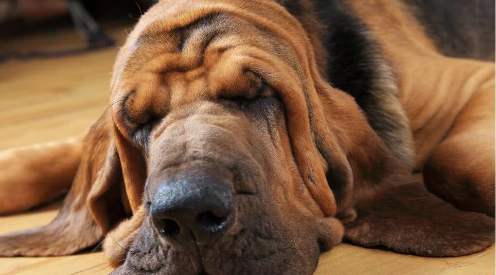 世界上最笨的十种狗,你的爱犬上榜了吗?