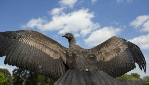 地球上最大的猛禽, 被誉为"难以置信的巨鸟", 不会捕猎只吃腐肉
