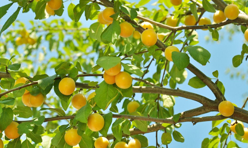 农村常见的一种风流树,果实肥厚多汁,没有一个人说不喜欢