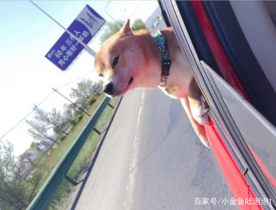 等红灯时,柴犬把头伸出窗外,另一辆车窗摇下来,探出来一只金毛