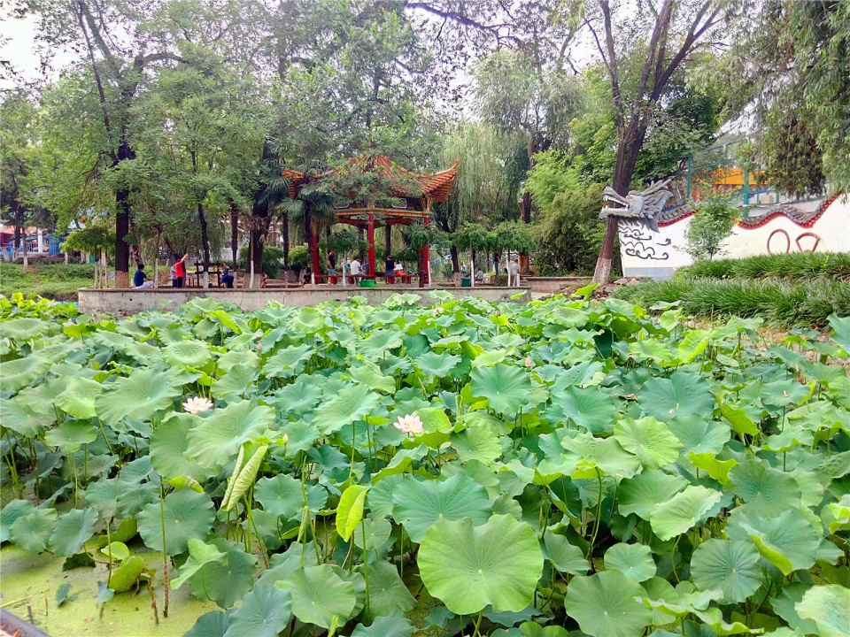 小旅兔就给大家介绍个南阳免费且较受欢迎的景点——南阳市人民公园