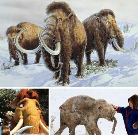 四面山发现濒临灭绝物种全球仅有8种