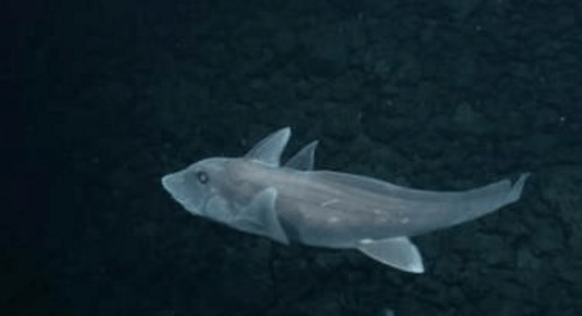 他有个霸气的名字叫幽灵鲨(ghost shark)