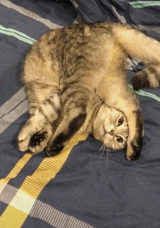 一推开门进房间猫咪身体扭曲走进瞧一瞧憋不住大笑