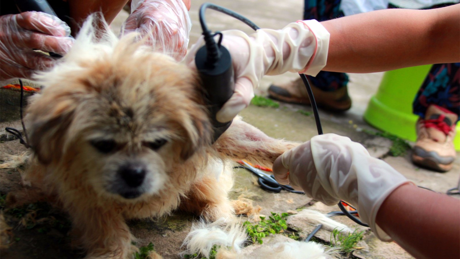 一年也得不到一次洗澡周末带着孩子参加当地流浪小动物献爱心义工活动