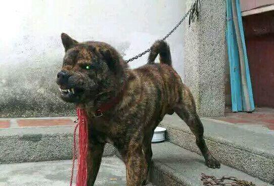 土狗中的斗士虎斑土猎