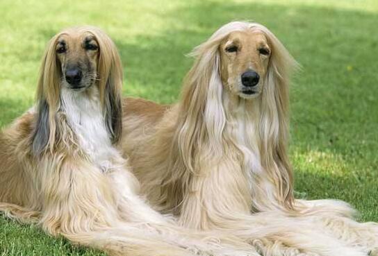 味道!盘点体味最小的犬种top3