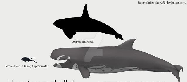 颧突抹香鲸图片