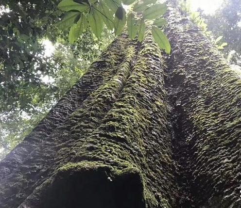 巴花木板在等你呢!