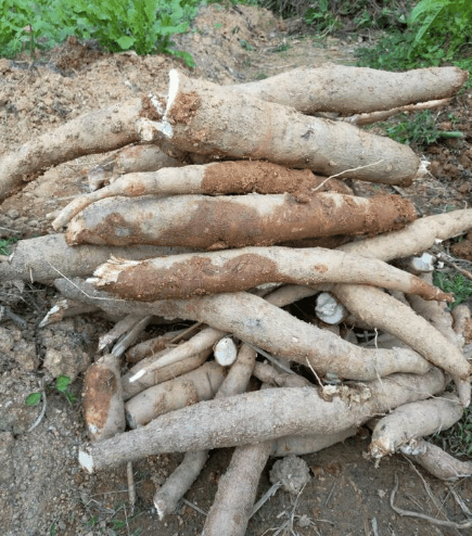 淀粉|木薯|木薯粉_新浪新闻