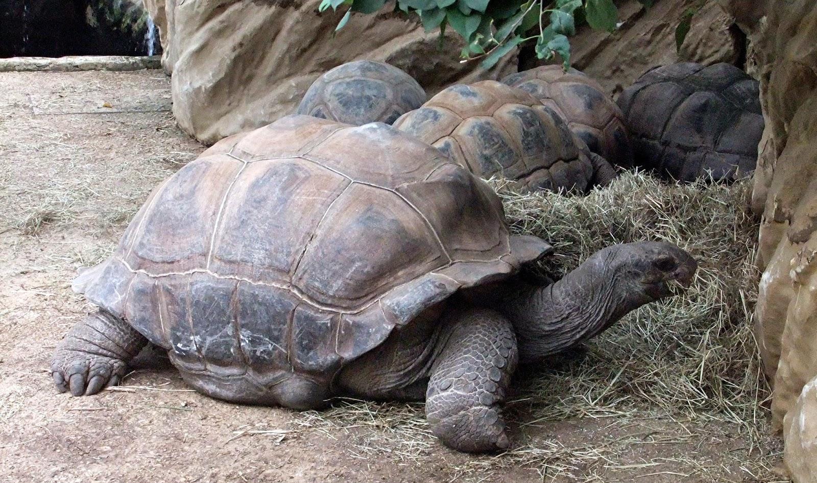 科学家研究发现十个古老生物, 寿命超过人类, 可能长生不死!