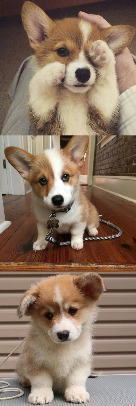 最萌不过短腿小柯基