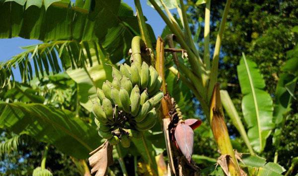 宝宝可以吃芭蕉吗? 芭蕉和香蕉有什么区别?