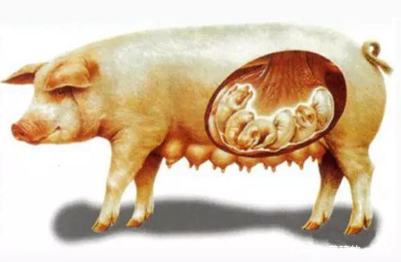 假如给你5555555万,这5种凶猛动物选一种养5年,傻孩子才选图5!