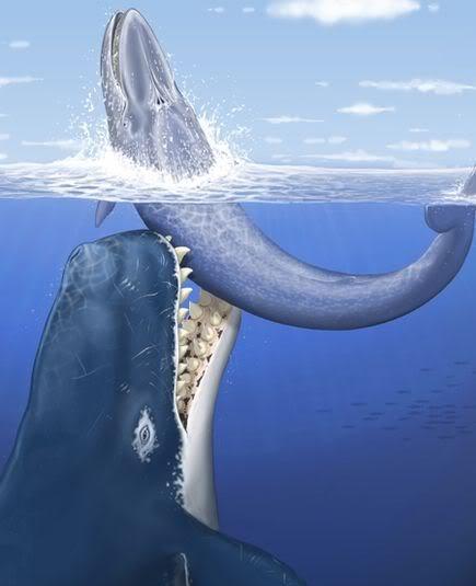 海兽之王利维坦鲸