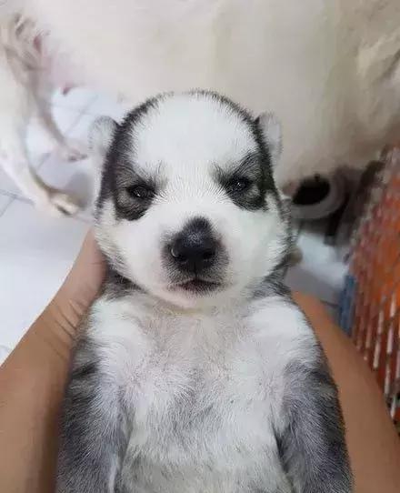 网友说他家刚出生的哈士奇超级萌,成果一看完全笑喷了