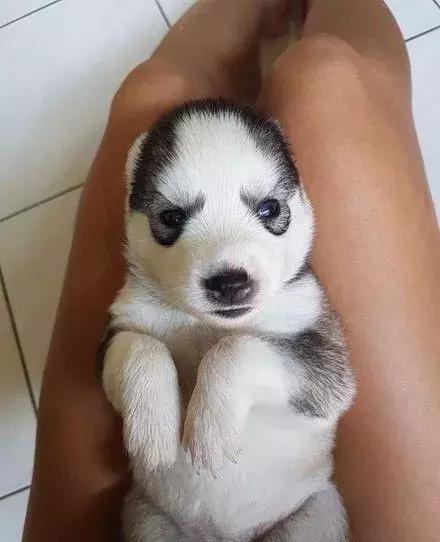 网友说他家刚出生的哈士奇超级萌,成果一看完全笑喷了