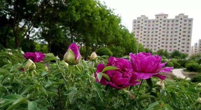 武威市市花图片