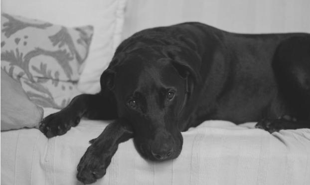 世界上10种最可爱的狗狗,看看你喜欢哪一种|拉布拉多|杜宾犬|贵宾犬