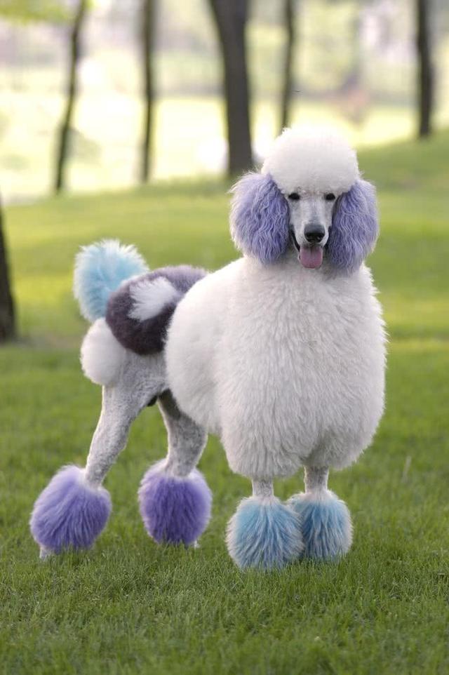 如果你不喜欢太过吵闹这几种狗最好别养因为它们最爱叫