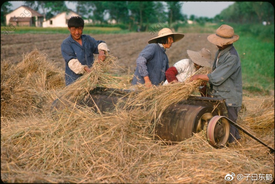 1982年苏州农村农民们在集体劳作
