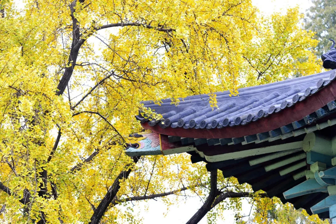 六代云山随杖履; 一园花鸟尽聪明。 名胜名联之南京(6)随园