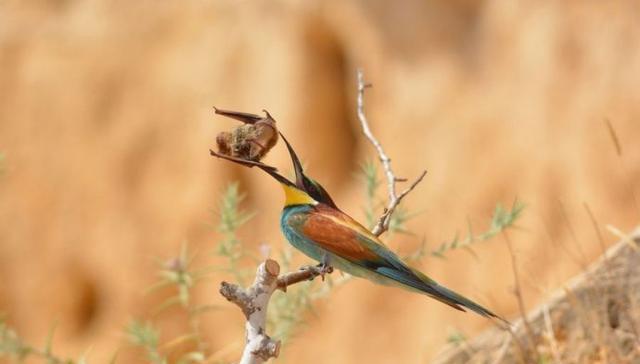 实拍罕见蜂虎捕食蝙蝠的现场全过程