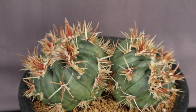 仙人球瑞晃竜极品刺球.紫月世界.亀甲红玉牡丹球白珠丸.