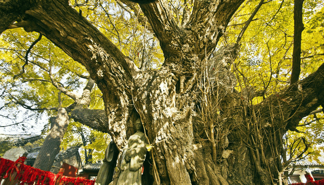 中国最有名的古树树龄上千年名字一棵比一棵霸气