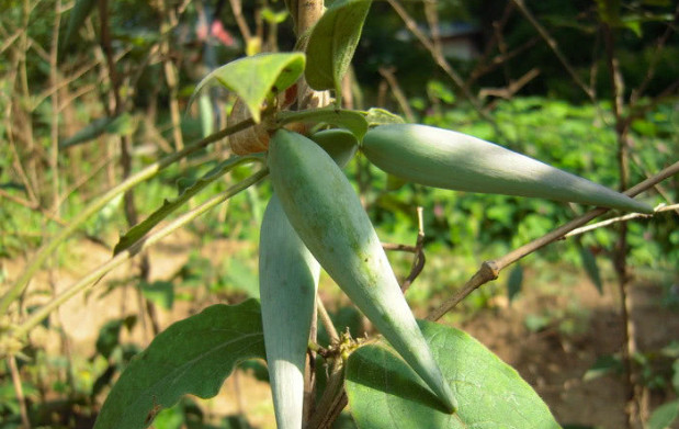 叶卵形或卵状长圆形,顶端渐尖或急尖,基部圆形,两面均被有白色绒毛