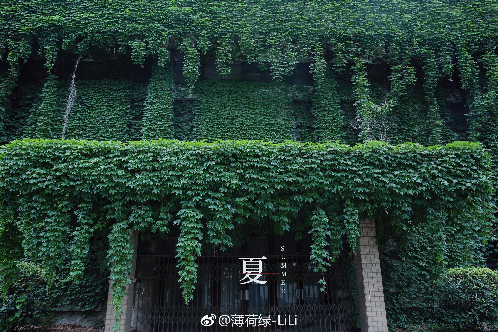 在职博士常青藤(常青藤博士是什么概念)