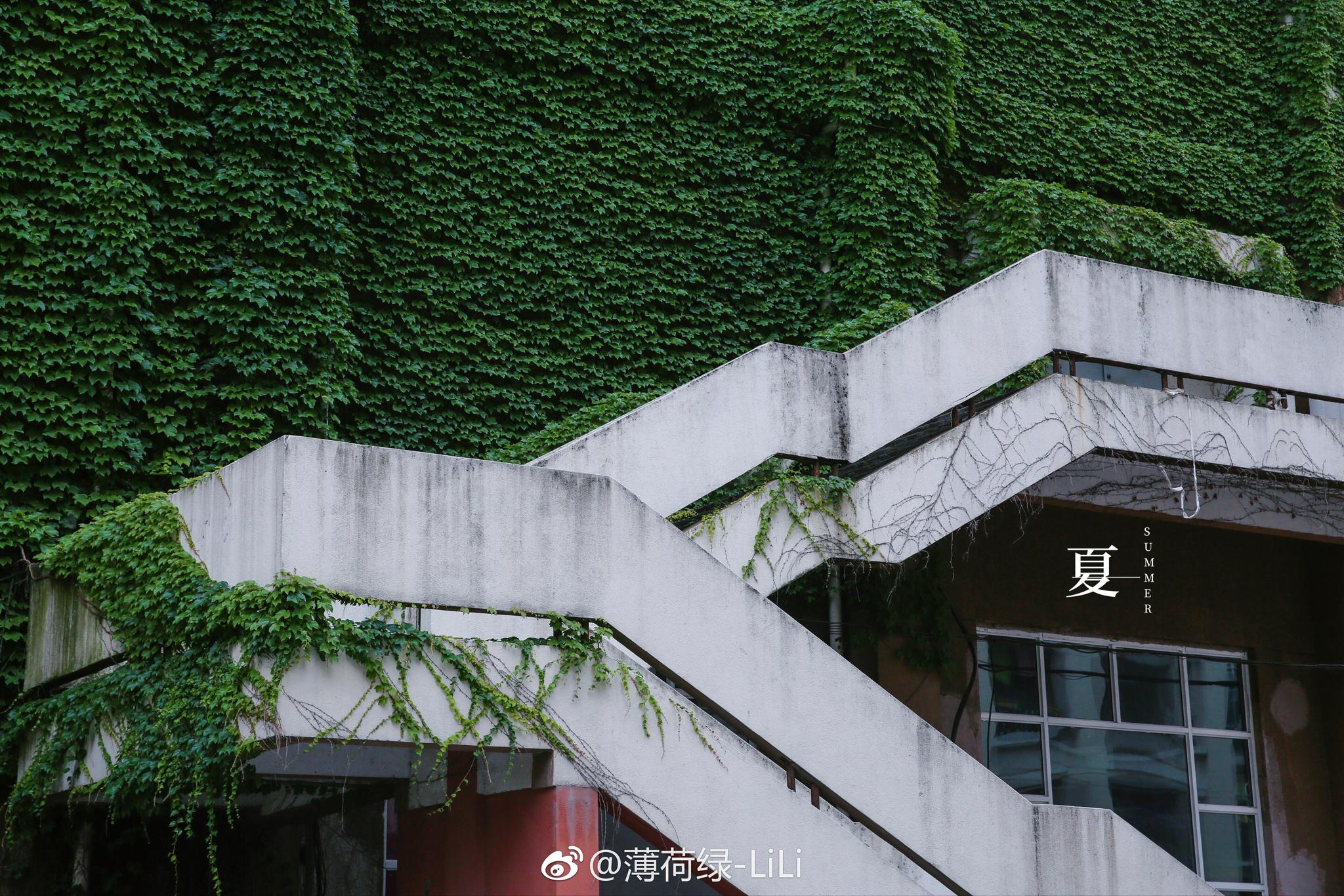 身似常青藤,绿叶翠莹莹|常青藤|绿叶|南京工业大学_新浪新闻