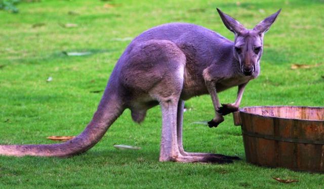 野生动物摄影,在动物园,可以拍摄到动物的各种特写镜头!