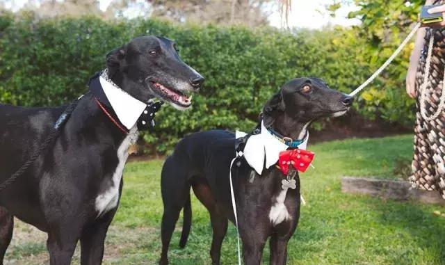 静若处子,动若疯兔,灵缇教你如何自然切换模式……|中世纪|灵缇犬|犬