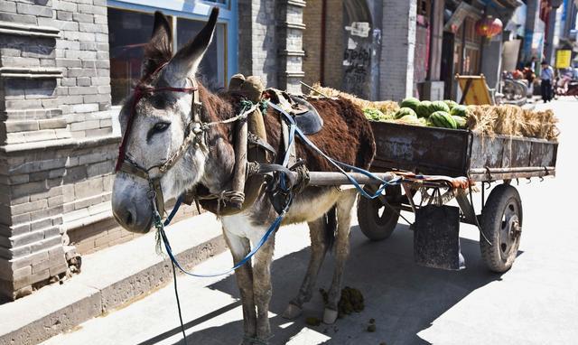 美女与骏马 牛车驴车 幸好三国百姓的智慧是无限的,田里的牛,圈里的驴